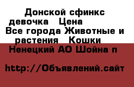 Донской сфинкс девочка › Цена ­ 15 000 - Все города Животные и растения » Кошки   . Ненецкий АО,Шойна п.